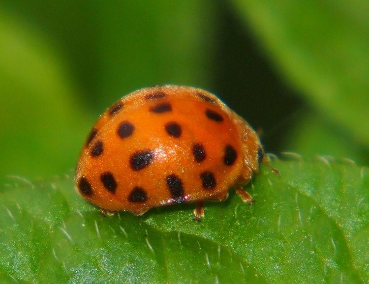 Henosepilachna vigintioctopunctata Henosepilachna vigintioctopunctata Wikipedia