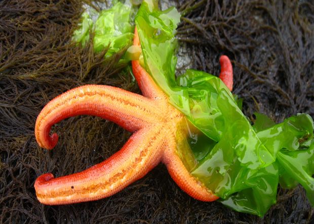 Henricia leviuscula Blood star Henricia leviuscula Biodiversity of the Central Coast