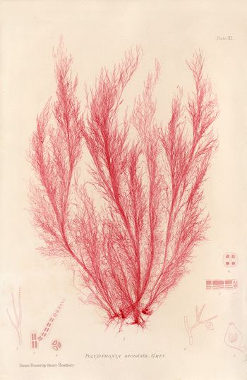 Henry Bradbury Antique prints of nature printed seaweeds by Henry Bradbury 1859