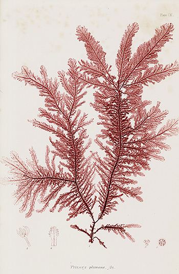 Henry Bradbury Henry Bradbury Antique NaturePrinted Seaweed Prints 1859