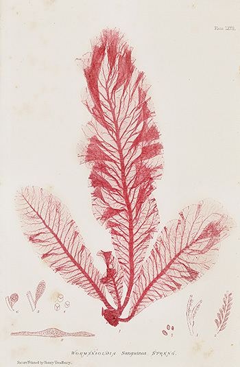Henry Bradbury Henry Bradbury Antique NaturePrinted Seaweed Prints 1859