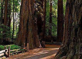 Henry Cowell Redwoods State Park httpsuploadwikimediaorgwikipediacommonsthu