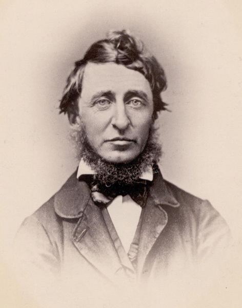 Henry David Thoreau Harvard University Herbaria Botany Libraries Archives