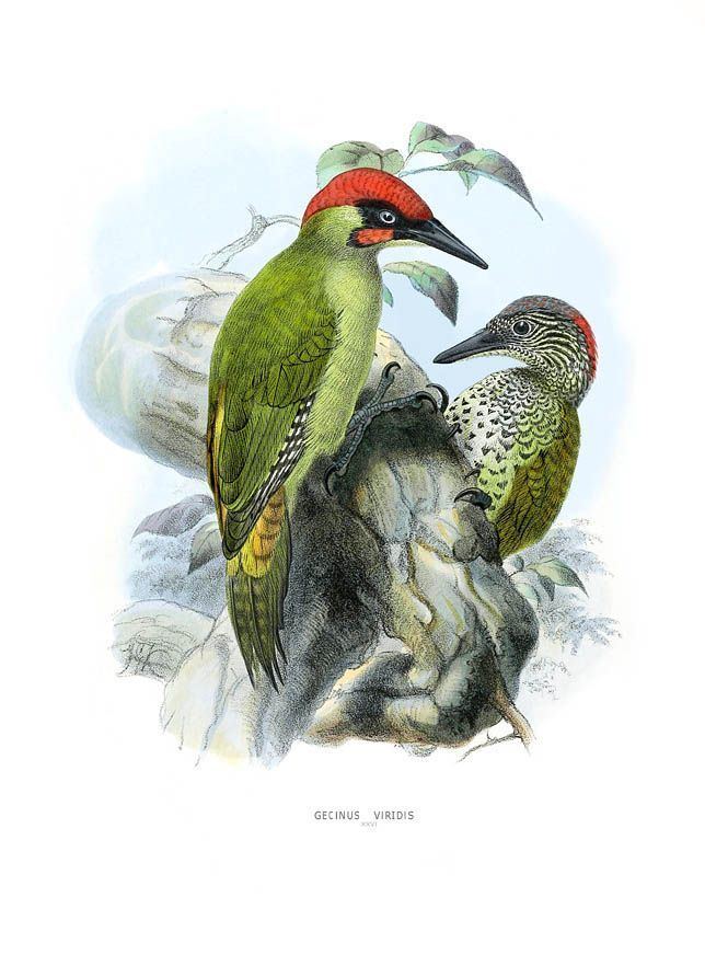 Henry Eeles Dresser 92 best Henry Eeles Dresser Birds of Europe Plates by John Gerrard