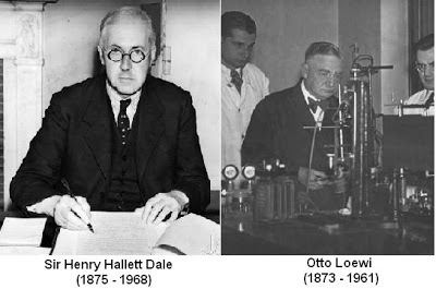 Henry Hallett Dale Sandwalk Nobel Laureates Sir Henry Hallett Dale and Otto Loewi