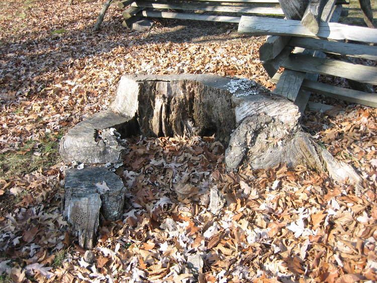 Henry Heth Henry Heth Wounding Tree Stump Gettysburg Daily