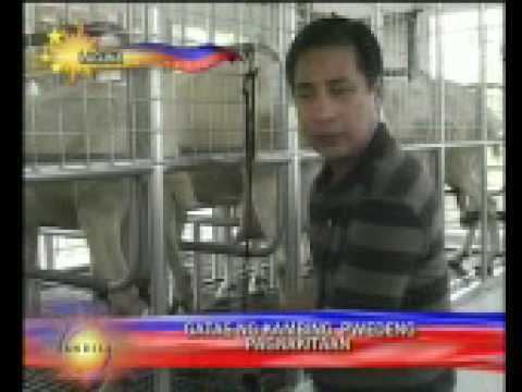 Henry Omaga-Diaz Henry Omaga Diaz Visits Alaminos Goat Farm FOR BANDILA SHOW YouTube
