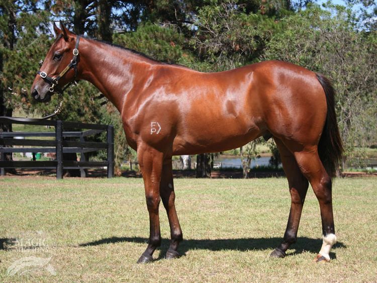 Henrythenavigator Henrythenavigator headlines Gold Coast Magic Millions Thoroughbred