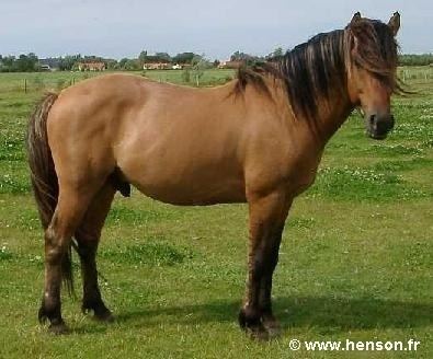 Henson horse 1000 images about France39s Henson Horse on Pinterest