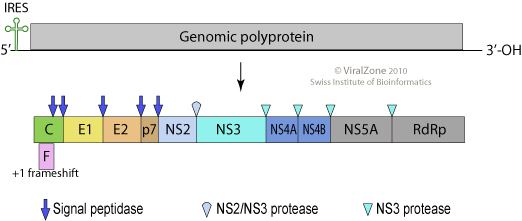 Hepacivirus ViralZone Hepacivirus