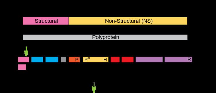 Hepacivirus Genus Hepacivirus Flaviviridae Positive Sense RNA Viruses