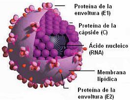 Hepacivirus Best Animal News Murcilagos con Virus parecido a la Hepatitis C