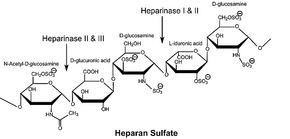 Heparan sulfate Heparinase Heparin and Heparan Sulfate Complex Carbohydrate