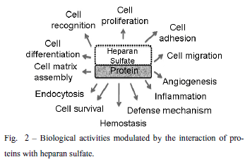 Heparan sulfate Heparan sulfate proteoglycans structure protein interactions and