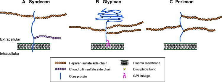 Heparan sulfate Functions of heparan sulfate proteoglycans in cell signaling during
