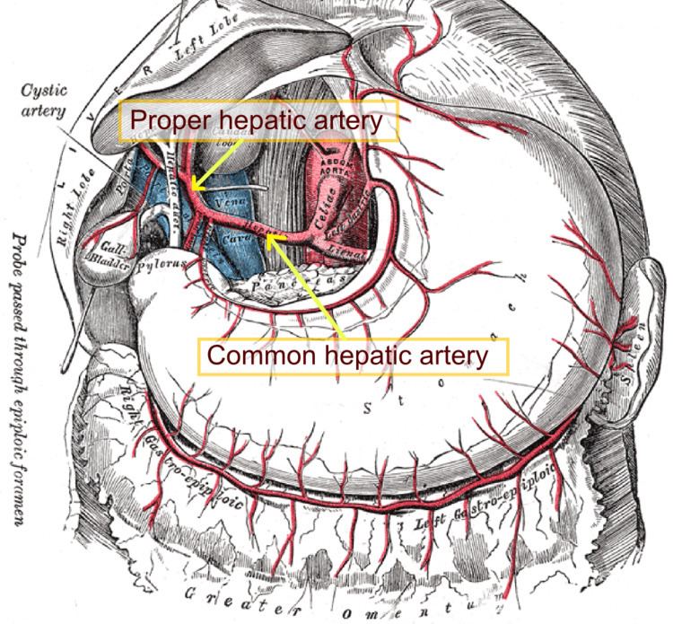 Hepatic artery proper