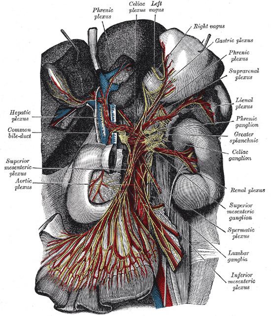 Hepatic plexus