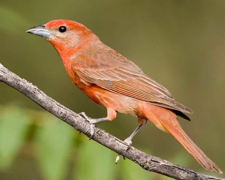 Hepatic tanager Hepatic Tanager Audubon Field Guide