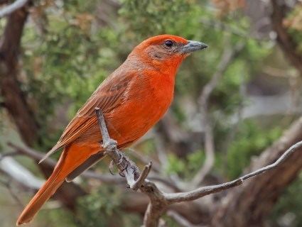 Hepatic tanager Hepatic Tanager Identification All About Birds Cornell Lab of