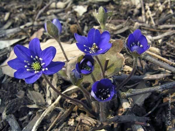 Hepatica Pacific Bulb Society Hepatica