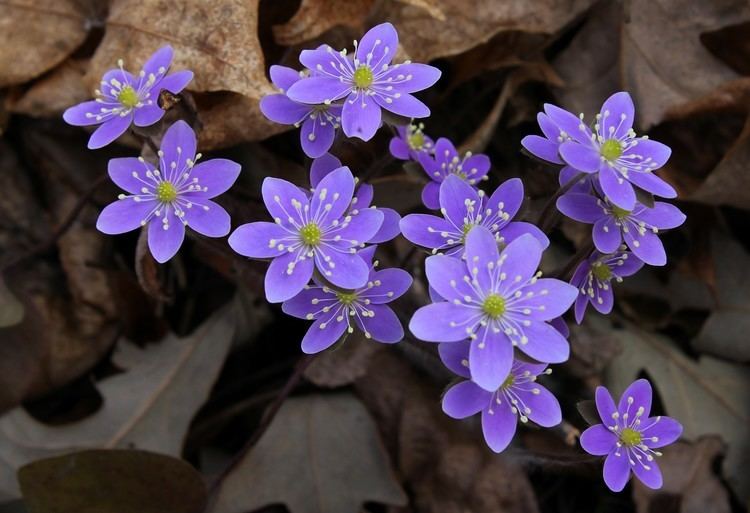 Hepatica Hepatica Auntie Dogma39s Garden Spot