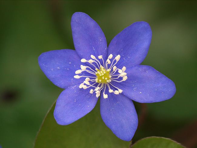 Hepatica Scottish Rock Garden Club gtWisley Alpine Log