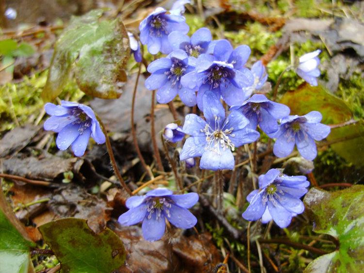 Hepatica Hepatica