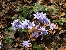 Hepatica httpsuploadwikimediaorgwikipediacommonsthu