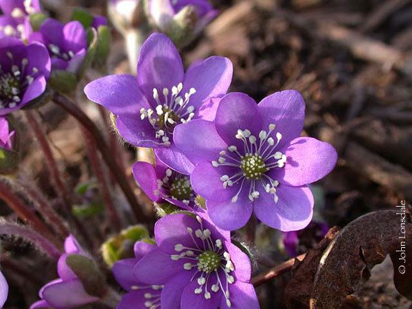 Hepatica Pacific Bulb Society Hepatica