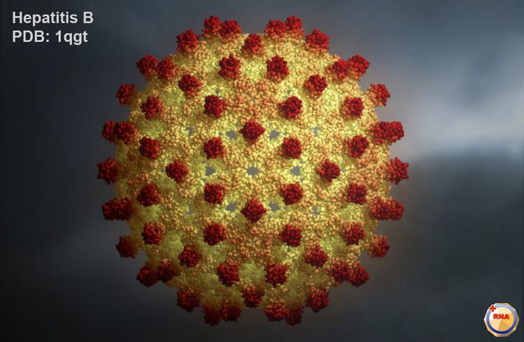 Hepatitis B virus Virusworld Human Hepatitis B Viral Capsid
