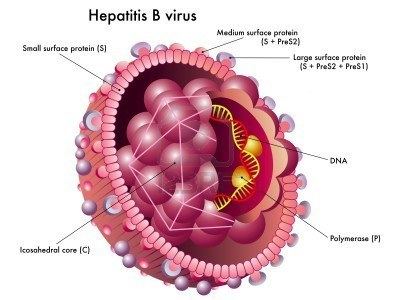 Hepatitis B virus Transmission Hepatitis Australia
