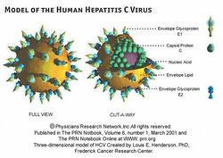 Hepatitis C virus Modern Treatments for Hepatitis C Virus MicrobeWiki
