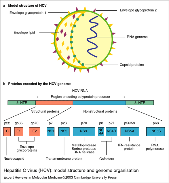 Hepatitis C virus HCV virus