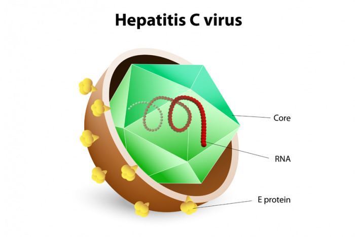 Hepatitis C virus Hepatitis C Causes Symptoms and Treatments Medical News Today