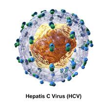 Hepatitis C virus Hepatitis C virus Wikipedia