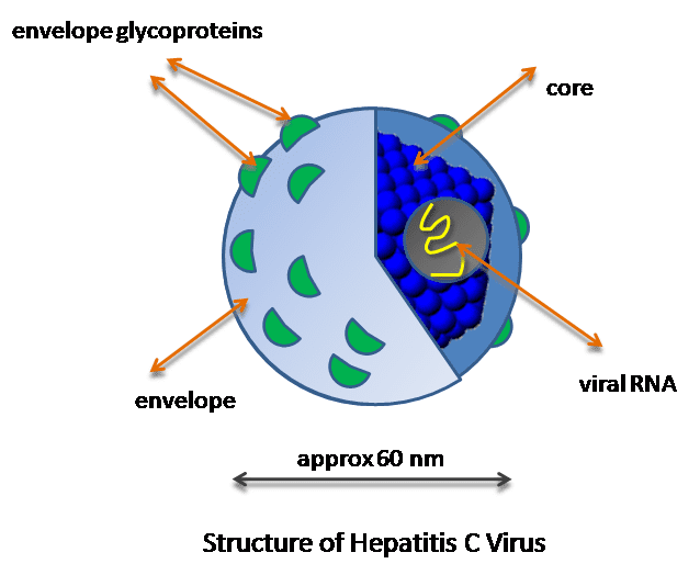 Hepatitis C virus Hepatitis C virus encyclopedia article Citizendium