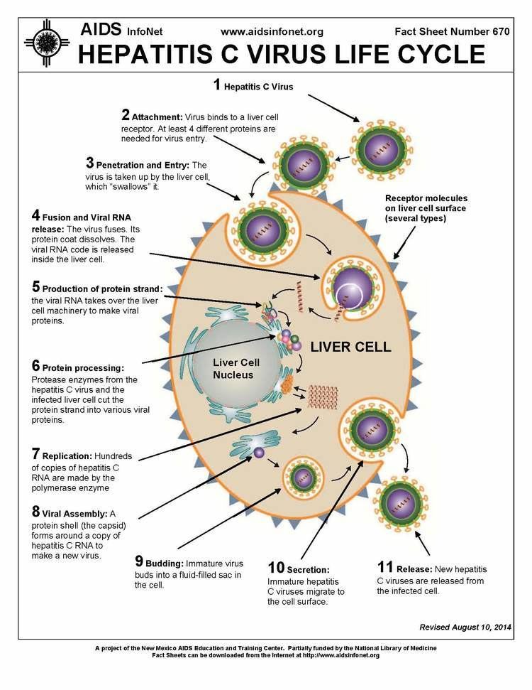Hepatitis C virus Hepatitis C Virus Life Cycle aidsinfonetorg The AIDS InfoNet