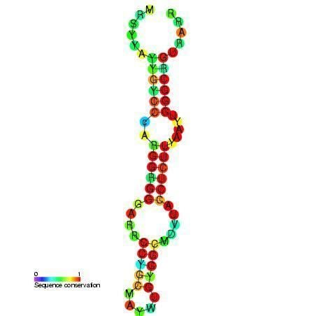 Hepatitis C virus stem-loop VII