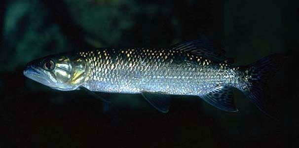 Hepsetus Hepsetus odoe African Pike Characin Seriously Fish
