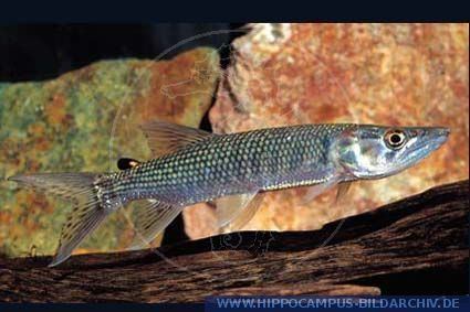 Hepsetus odoe Hepsetus odoe alias Pike Characin Sharptoothed Tetra Tiger fish