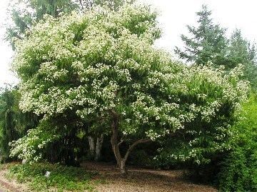 Heptacodium miconioides Heptacodium miconioidesSeven Sons Flower Review