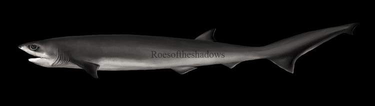 Heptranchias Sharpnose Sevengill SharkHeptranchias perlo by roesoftheshadows