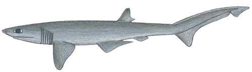 Heptranchias Sharpnose Sevengill Shark Heptranchias perlo