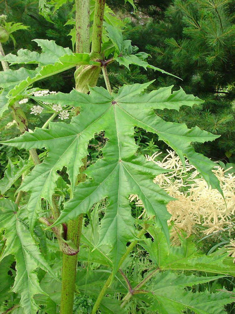 Heracleum mantegazzianum Heracleum mantegazzianum giant cowparsnip Go Botany