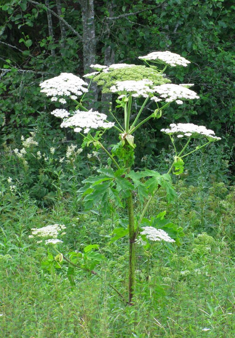 Heracleum persicum Persian hogweed Close Encounters of the Natural Kind