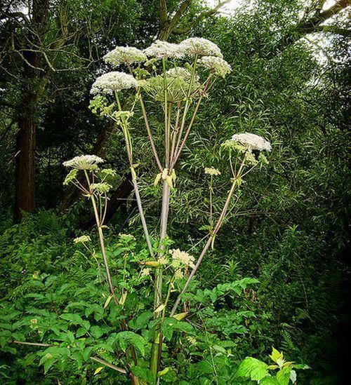 Heracleum (plant) Heracleum Plant How to Grow Hogweed Cow Parsnip