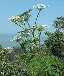 Heracleum (plant) httpsuploadwikimediaorgwikipediacommonsthu