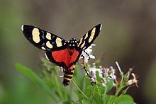 Heraclia (moth) httpsuploadwikimediaorgwikipediacommonsthu