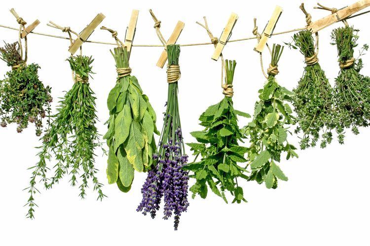 Herb 10 Herbs for Headaches The Luxury SpotThe Luxury Spot