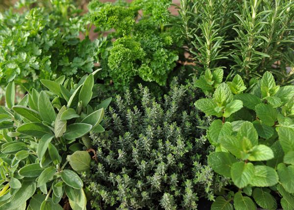 Herb Buy herb collection Herb collection 396 Mixed Herbs39 Delivery by